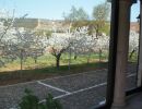 Cerezos en flor alrededor hotel Marzo-Abril